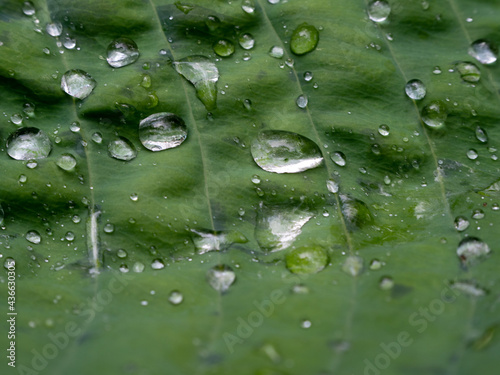 water droplets on the leaves