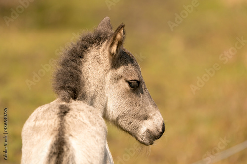 Head of a konik horse foal, seen from behind. The young animal in the golden reed