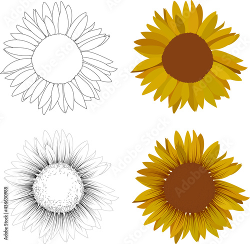 Sunflower, different styles. icon set of four flowers