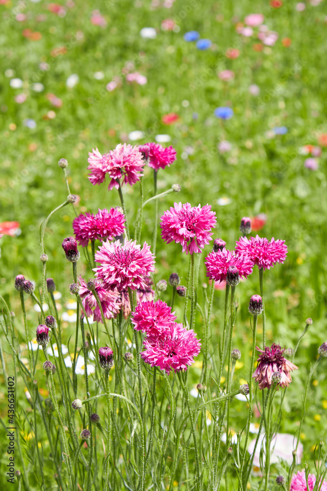 Fototapeta premium Centaurea cyanus