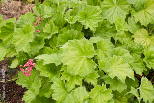 Heuchera sanguinea