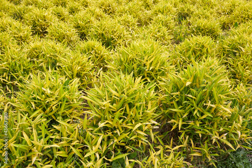 Pleioblastus viridistriatus photo