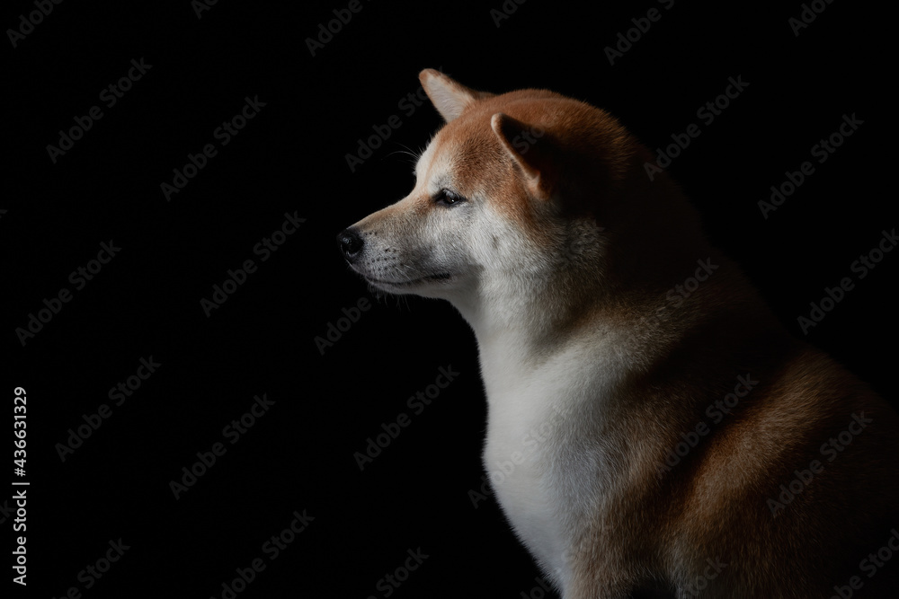 Red shiba inu at black background