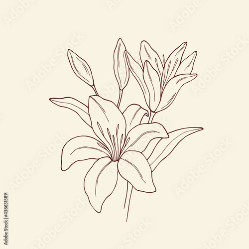 Sketch lily illustration. Botanical design Fototapet