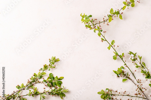 Branches of blossoming cherry tree