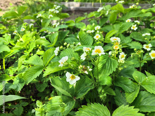 Blooming strawberry in spring, strawberry flowers. The growing season, flowering strawberry bushes, white flowers on a young spring strawberry in the garden.