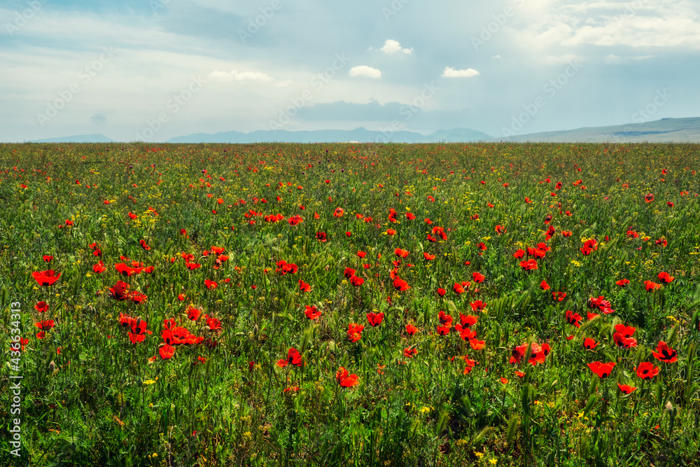 Abstract background with poppies in a field, blue sky and mountains on the horizon.