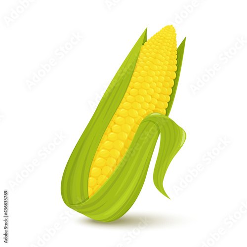 Cartoon corn. Golden maize harvest, popcorn corny grains and sweet corn. Ear of corn, delicious vegetables or corns cob, isolated vector icon