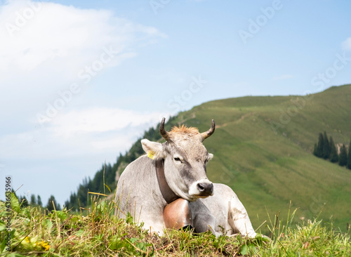 Fototapeta Naklejka Na Ścianę i Meble -  Glückliche Kuh mit Glocke liegt auf einem Berg