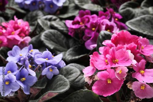 Beautiful blooming violets as background. Plants for house decor photo