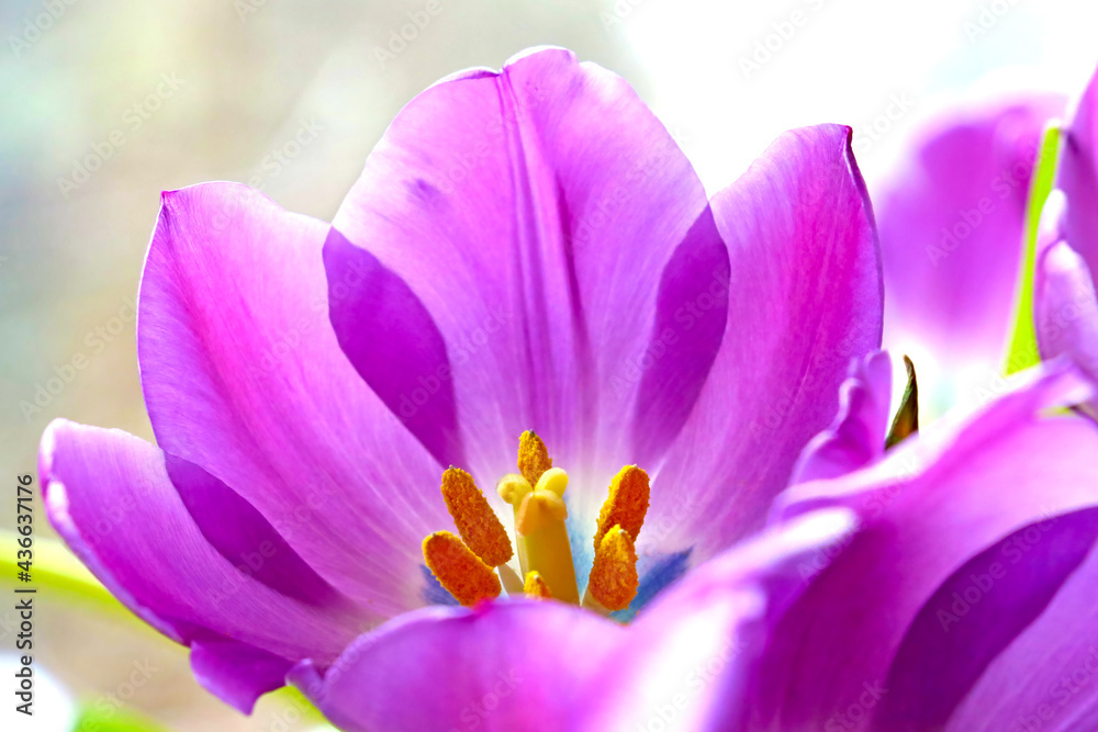 Beautiful blooming tulips. Fragrant smell. Congratulations to loved ones on the holidays. Beautiful blooming tulips. Fragrant smell. Congratulations to loved ones on the holidays.