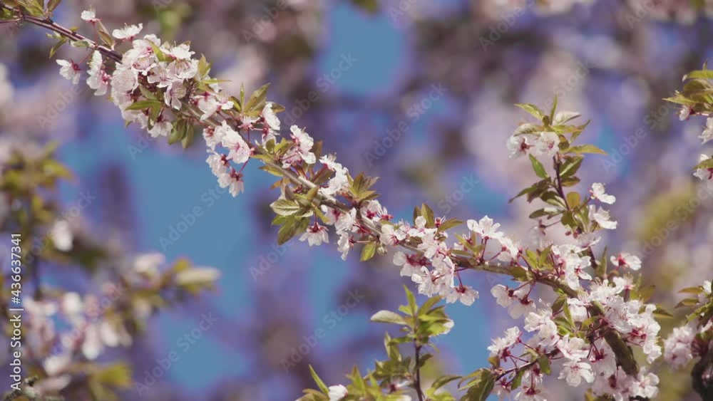 Pink plum blossom falls from tree in Spring sunny day, close up shot Pink plum blossom falls from tree in Spring sunny day, close up shot