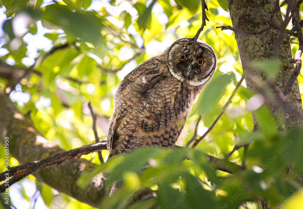 an owl in the dark an owl in the dark