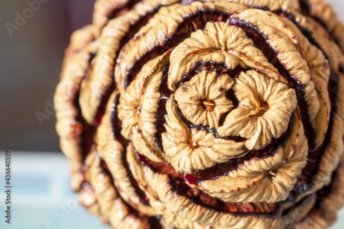 Crown seeds of the Giant Redwood Tree - stock photo