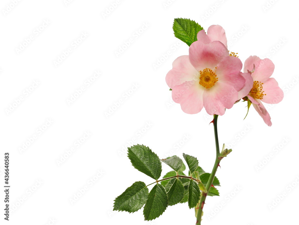 Pink dog rose flower with leaves isolated on white background, clipping path Pink dog rose flower with leaves isolated on white background, clipping path