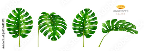 Wide leafage of monstera plant, isolated set of flowers grown in tropical climate, jungles or rainforests. Houseplants decoration for cards and invitations, realistic 3d cartoon style vector