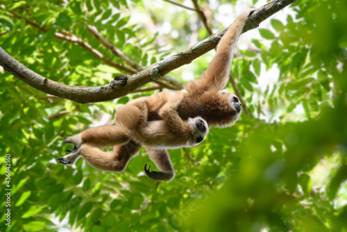 Foto White-handed gibbon carried the child and jumped along the branch