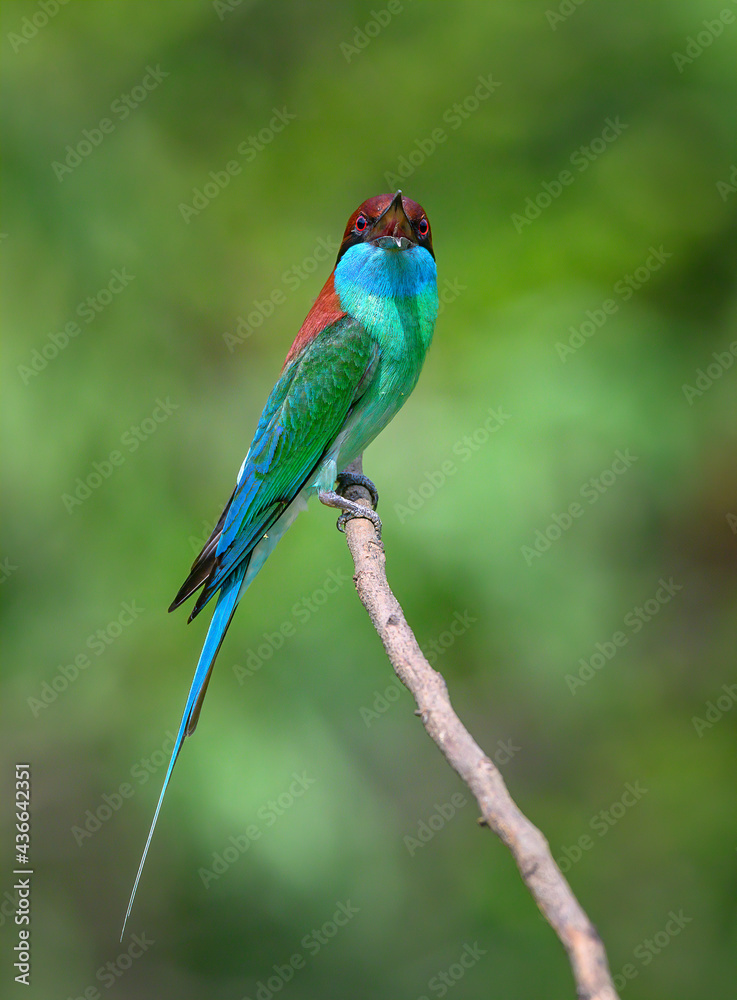 Obraz premium Blue-throated Bee-eater ,Beautiful bird in the wild