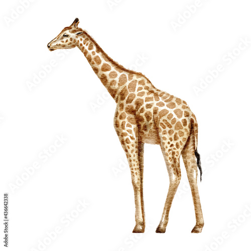Watercolor hand drawn giraffe isolated on a white background. Realistic tropical animal illustration.
