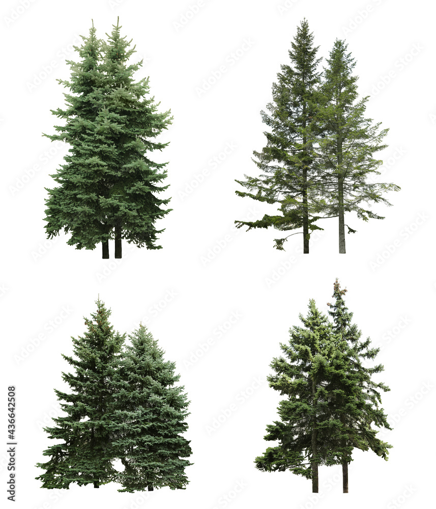 Fototapeta premium Beautiful evergreen fir trees on white background, collage