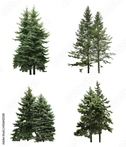 Beautiful evergreen fir trees on white background, collage © New Africa