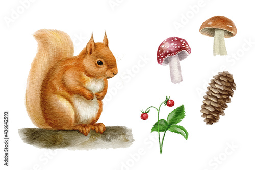 Watercolor illustration of a squirrel. Hand drawn forest elements, mushrooms, pine cone, strawberry, isolated on white background.