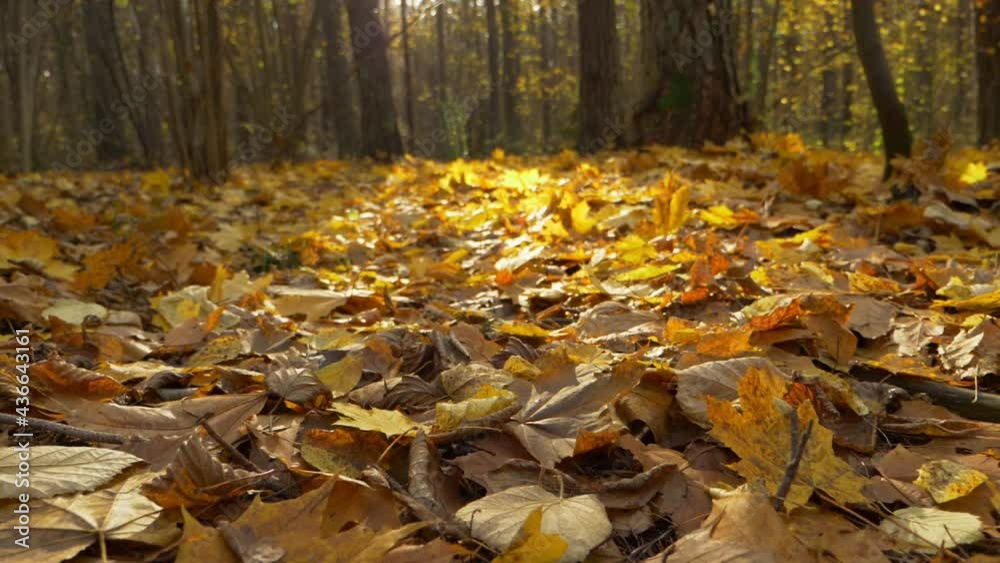 Fallen autumn maple leaves in slow motion. Low angle gimbal shot. Shallow depth of field. The sun bright the scene. Fallen autumn maple leaves in slow motion. Low angle gimbal shot. Shallow depth of field. The sun bright the scene.