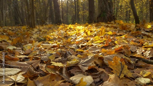 Wallpaper Mural Fallen autumn maple leaves in slow motion. Low angle gimbal shot. Shallow depth of field. The sun bright the scene. Torontodigital.ca
