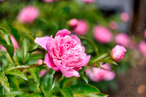 Romantic pink peonies in spring garden sunny day photo