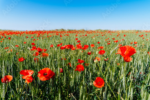 Wild Red poppies field in spring time in Brihuega, Guadalajara, Spain. Abstract background with poppies in the field.