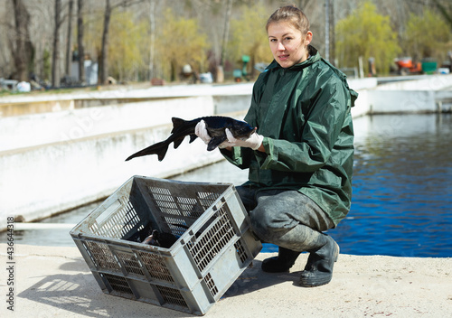 Female fish farm worker holding adult sturgeon fish photo