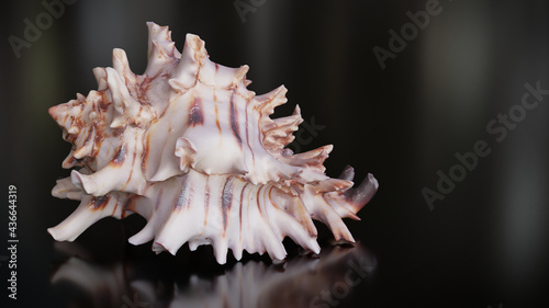 Hexaplex princeps, marine gastropod mollusk on shiny background photo