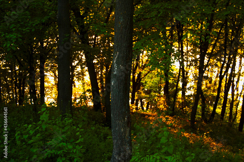sunset in the bright evening forest