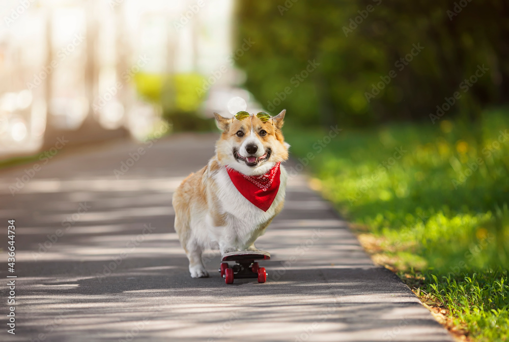 cute corgi dog puppy rides on a skateboard board in a summer sunny park cute corgi dog puppy rides on a skateboard board in a summer sunny park