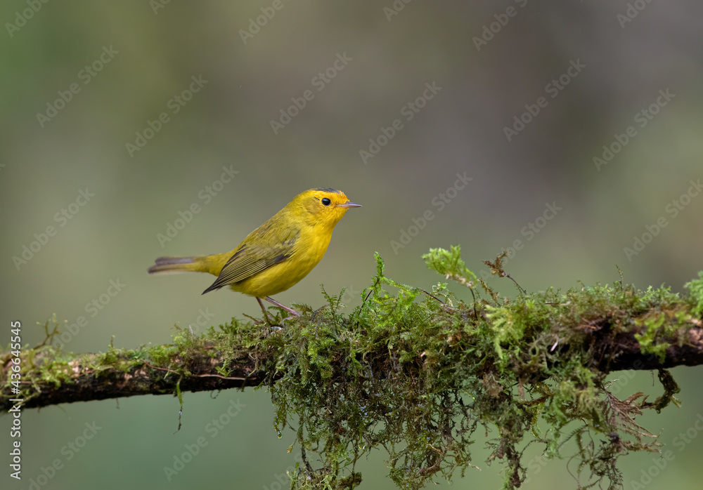 Wilson's warbler (Cardellina pusilla) perched on a moss covered branch in the tropical jungles of Costa Rica