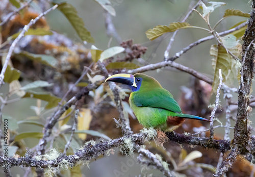 Blue-throated Tucanet (Aulacorhynchus caeruleogularis) closeup perched on a mossy branch in the rainforests of Costa Rica photo
