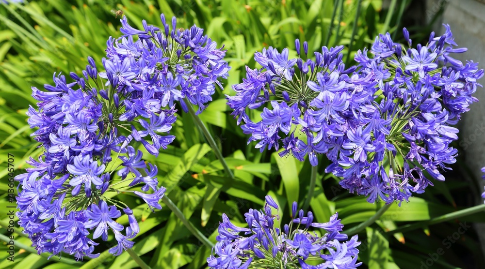 Obraz premium Agapanthus praecox.