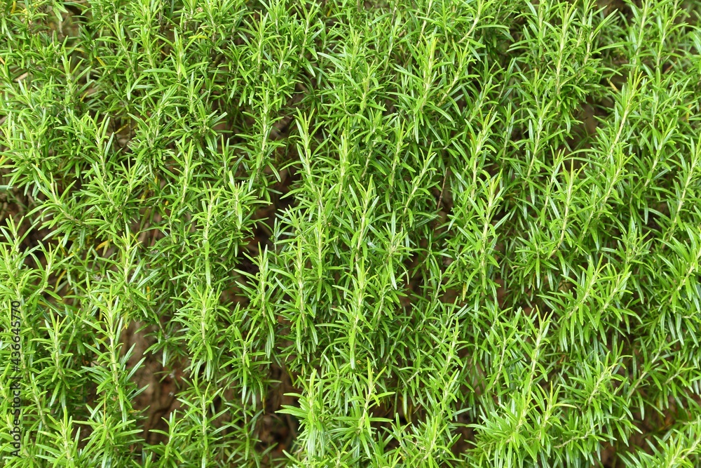 Obraz premium Rosemary herb garden.