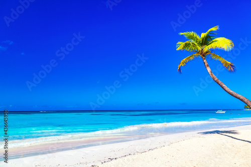Fototapeta Naklejka Na Ścianę i Meble -  Palm tree on the caribbean tropical beach. Saona Island, Dominican Republic. Vacation travel background