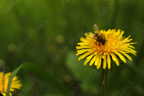 Bee on yellow dandelion flower outdoors, closeup. Space for text