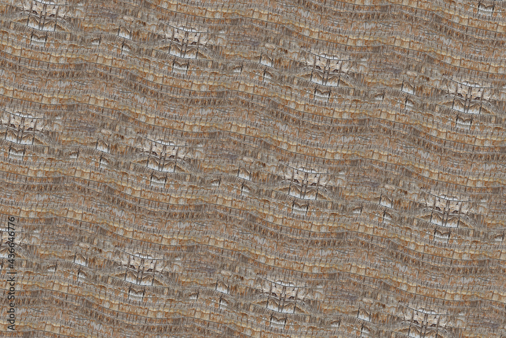 Fototapeta premium wood bark pattern texture backdrop