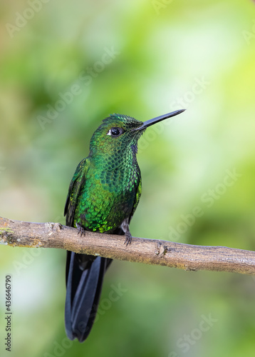 Green-crowned brilliant hummingbird (Heliodoxa jacula) perched on branch in Costa Rica