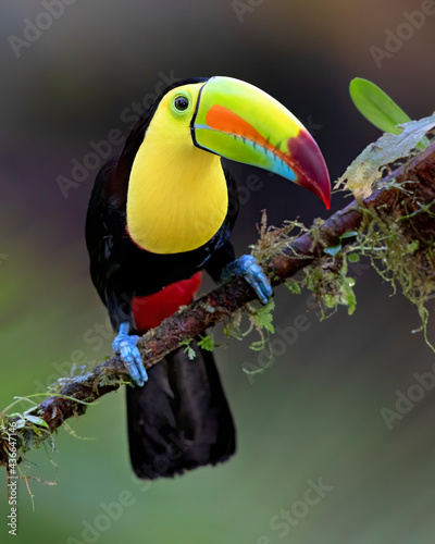 Colorful Keel-billed toucan (Ramphastos sulfuratus), perched on a mossy branch in the rainforests, Boca Tapada, Laguna de Lagarto Lodge, Costa Rica