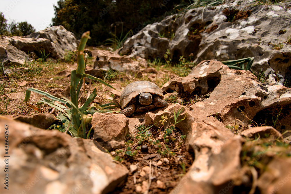 Wild turtle is walk at stoned meadow on a sunny day Wild turtle is walk at stoned meadow on a sunny day