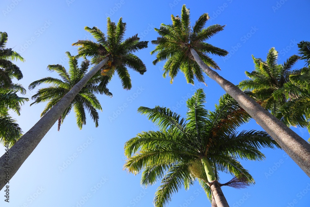 Palm trees in Guadeloupe