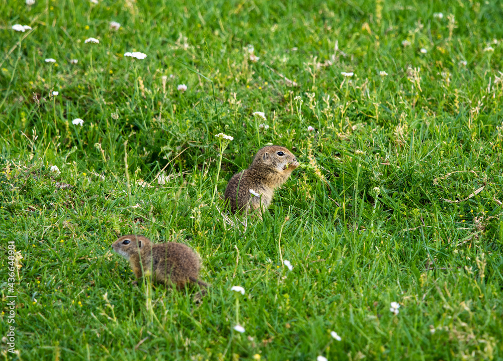 Ground Squirrel (Spermophilus citellus) eats the grass, looking around the neighborhood. Ground Squirrel (Spermophilus citellus) eats the grass, looking around the neighborhood.