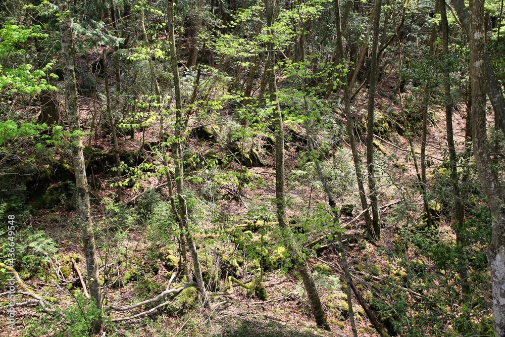 Fototapeta premium Japanese natural landmark - Aokigahara Forest