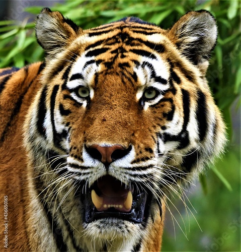 Fototapeta Naklejka Na Ścianę i Meble -  Tiger face with ajar mouth