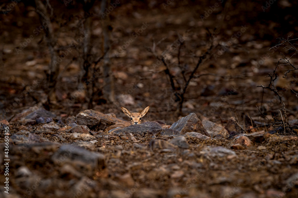 Chinkara or Indian gazelle fawn behavior in fear hiding behind rock at ranthambore national park or tiger reserve sawai madhopur rajasthan india - Gazella bennettii Chinkara or Indian gazelle fawn behavior in fear hiding behind rock at ranthambore national park or tiger reserve sawai madhopur rajasthan india - Gazella bennettii