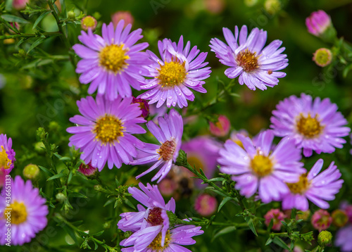 Small aster flowers with raindrops are not delicate petals.